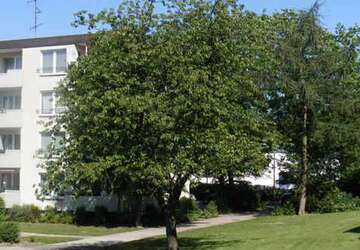 Wohnung Oerlinghausen - 5 Zimmer, 90 m&sup2;, 679&euro; | Angebot:27352361